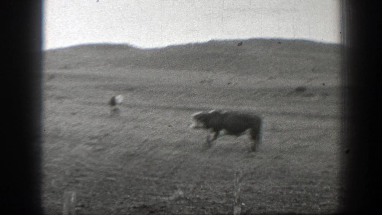 Cow standing in an open grassy field with low hills in the background.