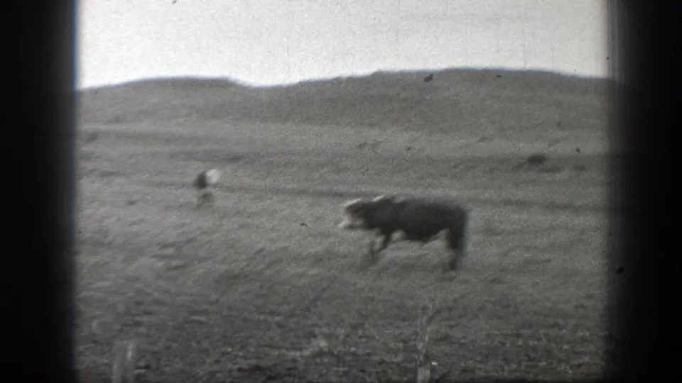 1939 Montana 8mm frame showing a cow in dry open grassland beneath low hills and a pale sky.