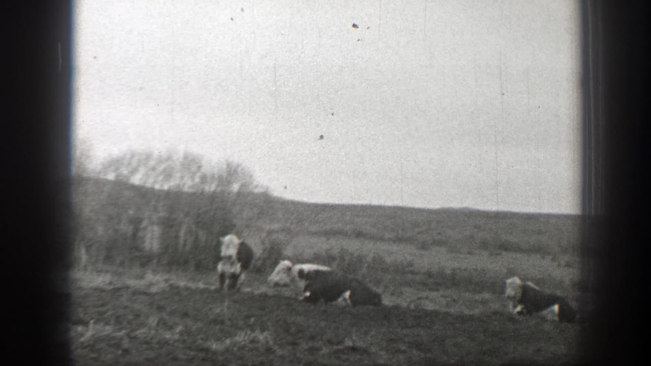 Several cattle stand or rest near brush at the edge of an open field.
