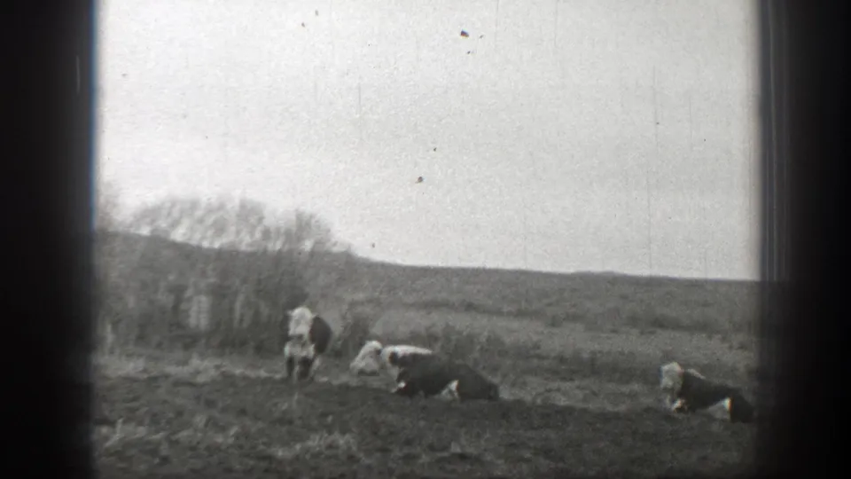 1939 Montana home-movie frame with cattle gathered near brush in a wide, sparse ranch landscape.