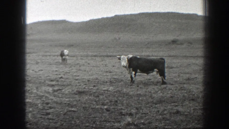 1939 Montana 8mm still showing cows spaced across dry grassland under a bright overcast sky.