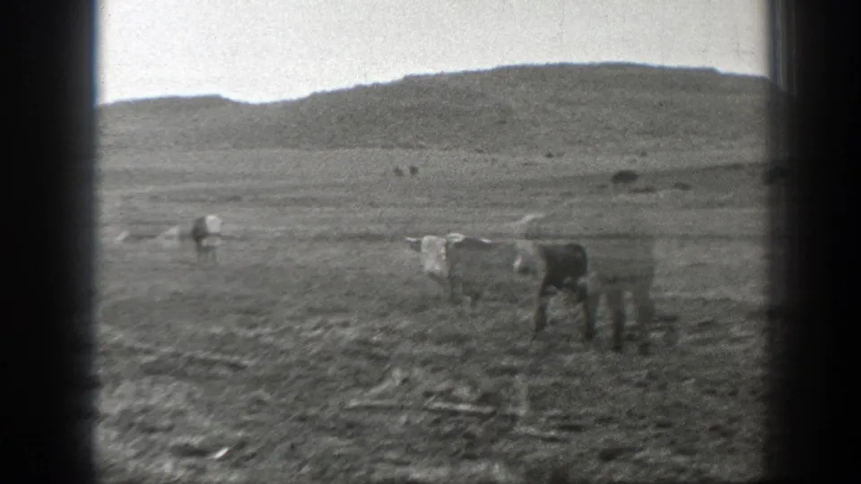 1939 Montana frame showing a foreground cow and distant cattle across a broad grass field below low hills.