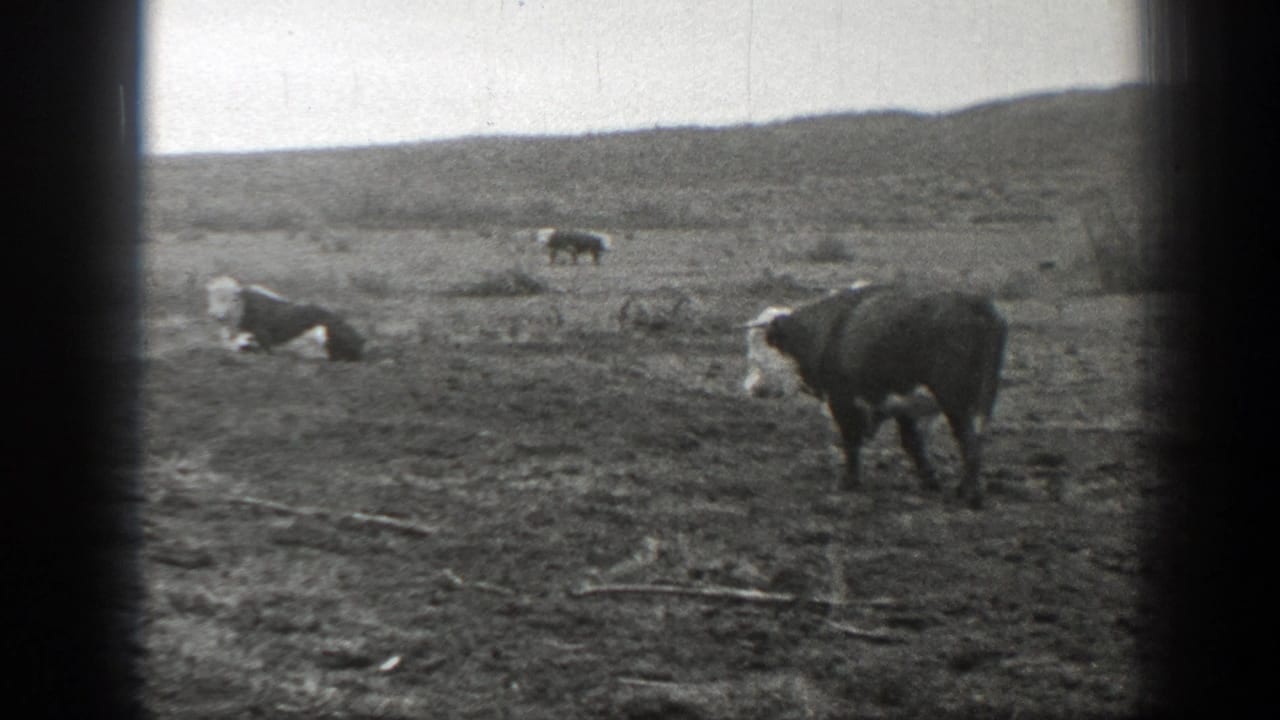 Black-and-white 1939 Montana home-movie frame showing cattle spread across an arid pasture below distant rolling hills.