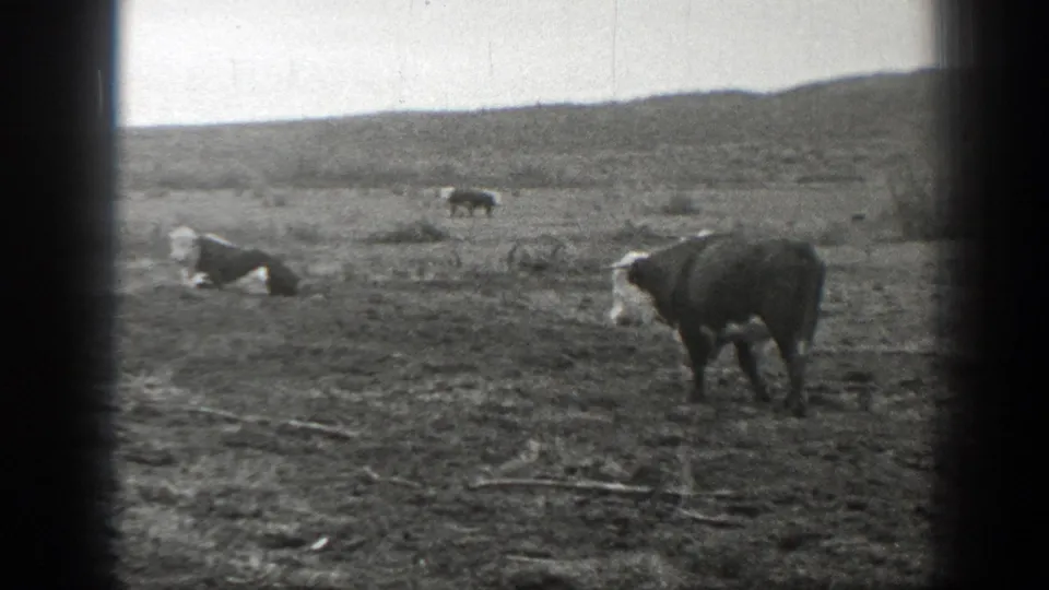 Black-and-white 1939 Montana home-movie frame showing cattle spread across an arid pasture below distant rolling hills.