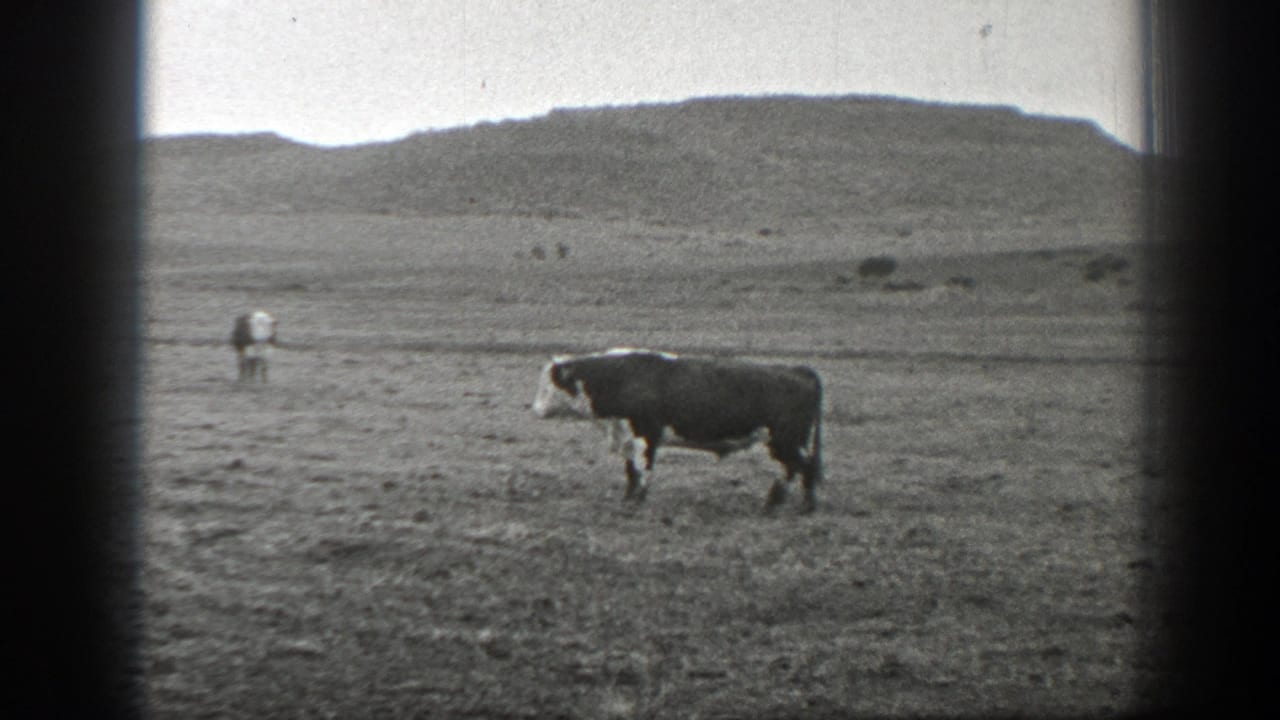 A cow stands in dry grass with scattered cattle and hills in the distance.