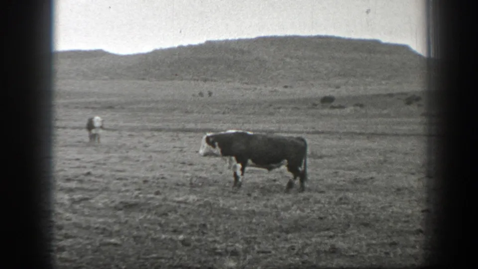 Black-and-white 1939 Montana frame with one cow in the foreground and scattered cattle across open dry rangeland.