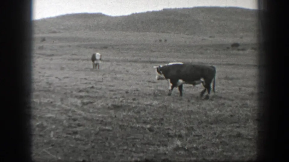 Black-and-white 1939 Montana home-movie frame showing a cow walking across sparse pasture beneath a distant hill.
