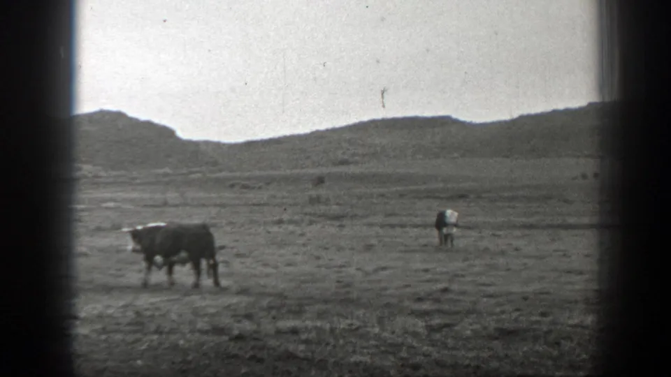 Black-and-white 1939 Montana frame showing a cow grazing in a wide, dry pasture under a pale sky.