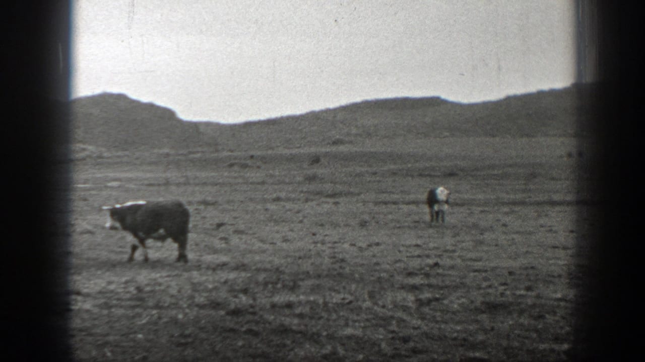 Cattle standing in open pasture with low hills in the background.