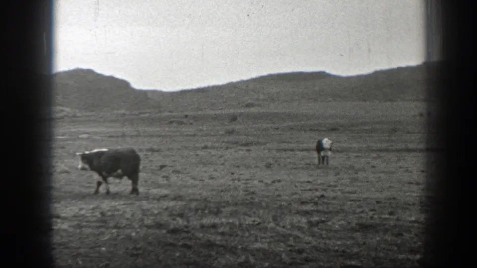 Black-and-white 1939 Montana ranch footage showing cattle spread across open pasture below low hills.
