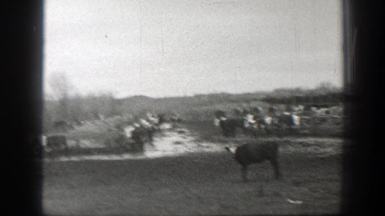 Cattle move near a muddy path with more animals gathered in the distance.