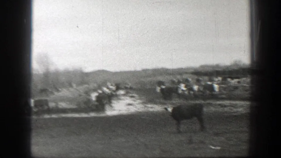 Cattle gather and move across muddy ranch ground in black-and-white 8mm footage from Montana, 1939.