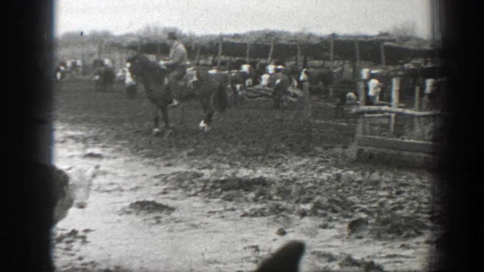 A horse and cattle stand in a muddy fenced ranch pen, with more animals and fencing visible behind them in 1939 Montana footage.