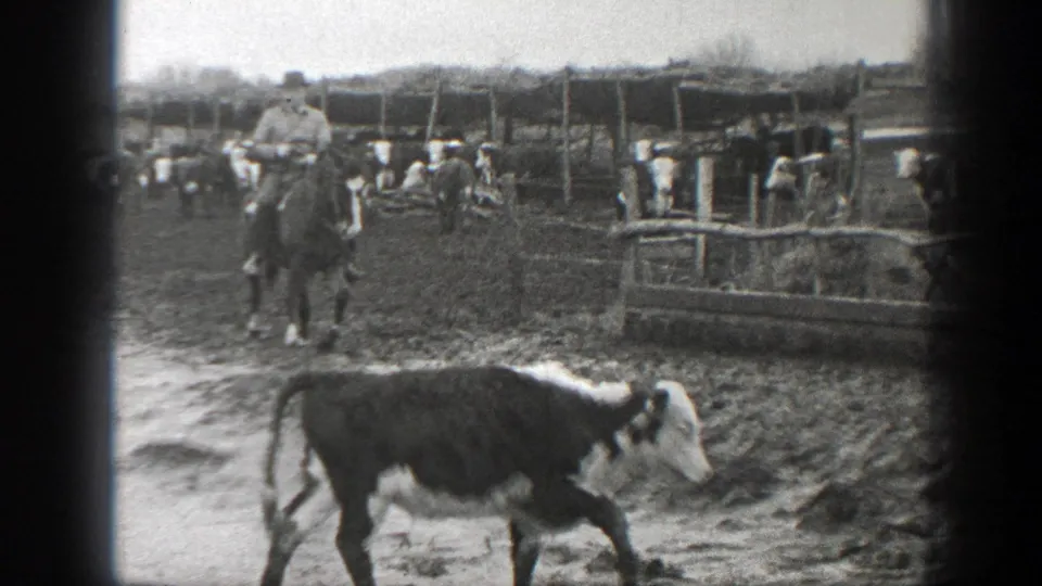 A calf crosses a muddy foreground while a mounted rider and cattle appear in the background of the Montana home-movie scene.