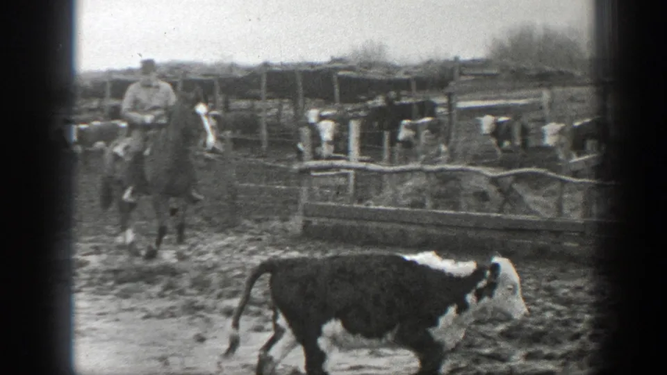 The rider on horseback follows behind a calf in the muddy ranch pen, with cattle gathered along wooden enclosures.