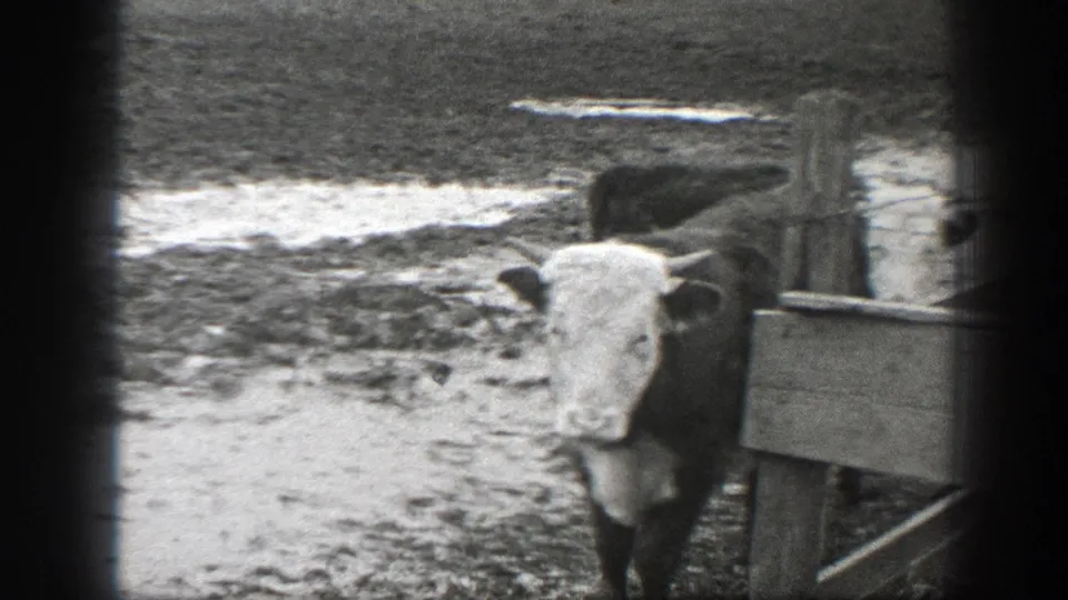 A white-faced cow stands near a wooden gate in a muddy Montana farmyard, with open ground behind it.