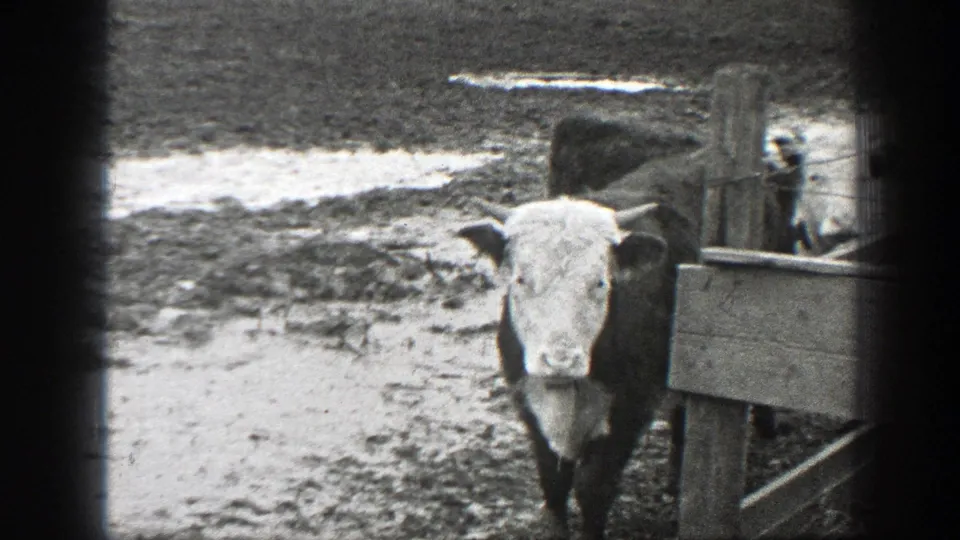 The white-faced cow faces the camera near a wooden gate in the same 1939 Montana farmyard setting.