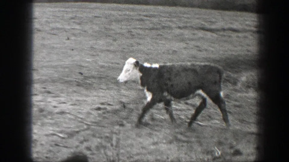A white-faced cow walks across muddy ground in Montana, continuing the brief livestock movement from the home-movie clip.