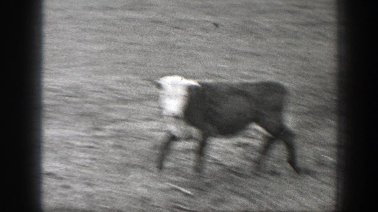 A cow crosses a rough Montana field in black-and-white 1939 8mm home-movie footage, with dark frame edges visible.