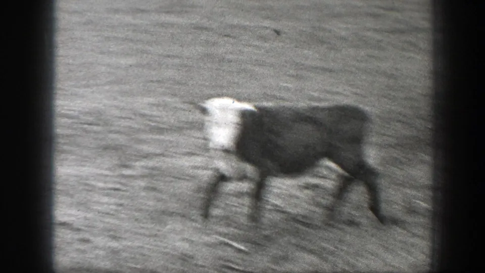 A cow crosses a rough Montana field in black-and-white 1939 8mm home-movie footage, with dark frame edges visible.