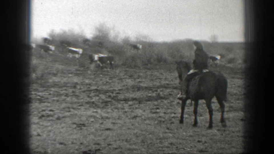A lone mounted rider appears at the field edge while cattle graze or move in the background in 1939 Montana footage.