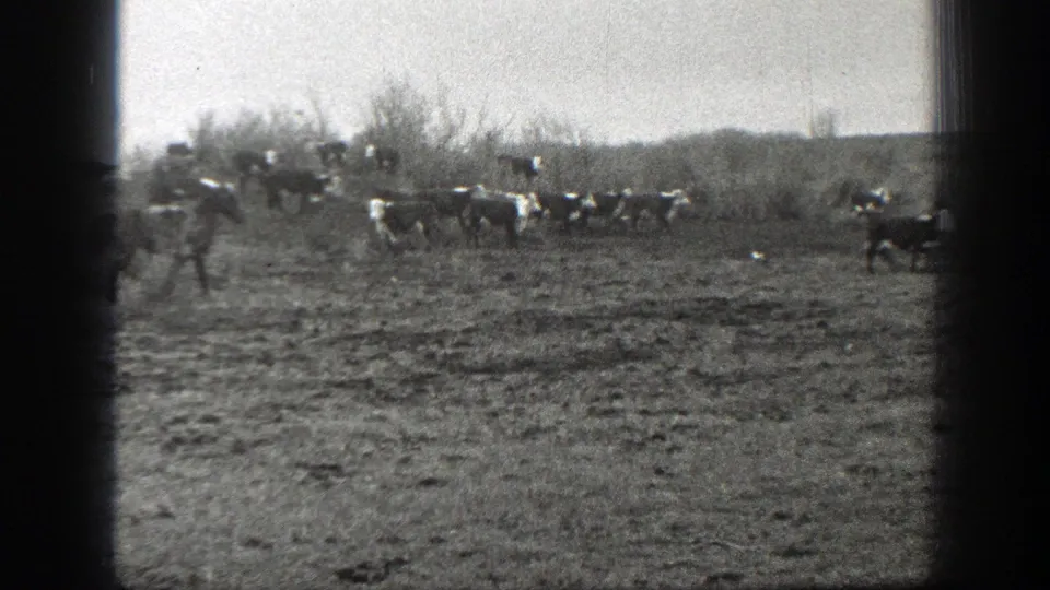 A mixed group of cattle moves through open Montana pasture as a horseback rider appears along the left side of the frame.
