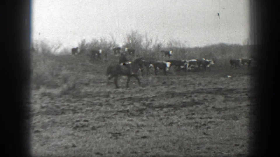 Near the end of the clip, cattle and a rider cross rough Montana ranch land with brush and low hills beyond.
