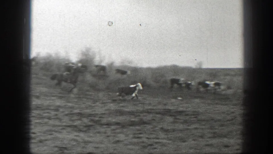 Cattle move across dry Montana ground with brush and low hills in the background, filmed in grainy 8mm black and white.