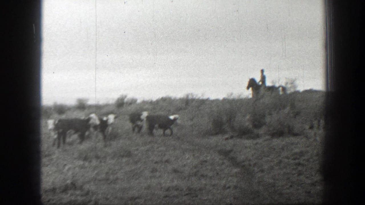 Mounted rider and cattle spread across an open field.