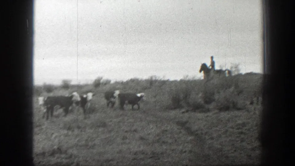 In 1939 Montana footage, a distant rider on horseback moves near black-and-white cattle across open rangeland.