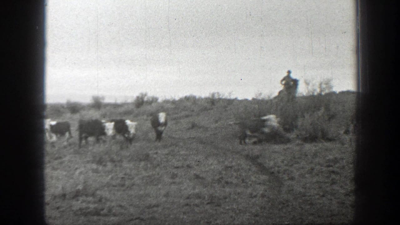 Cattle cross rough ground while a rider appears on the ridge.