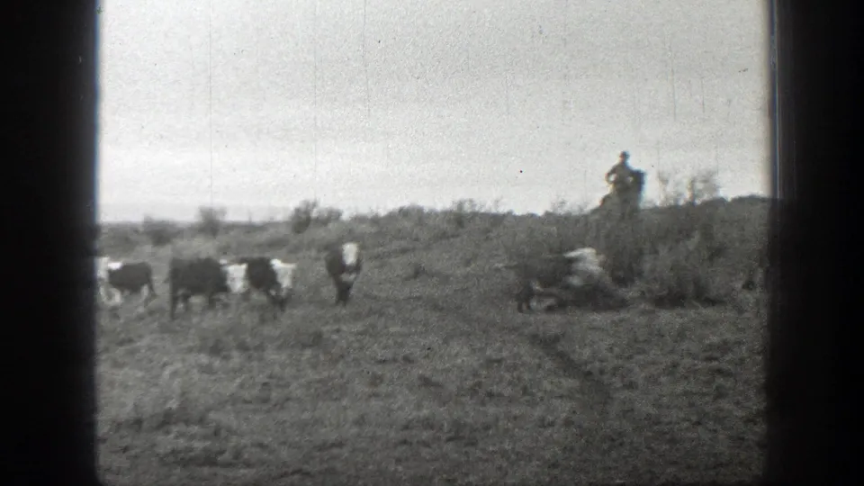 Cattle move through a scrubby Montana field while a distant mounted rider watches from higher ground.