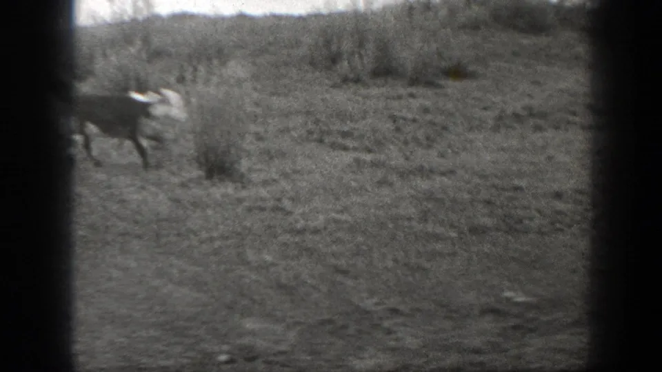 A black-and-white cow stands in scrubby Montana pasture as the handheld 8mm frame drifts across the field.