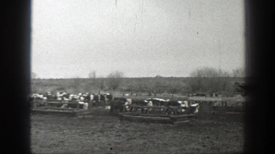 Cattle cluster near low wooden fence rails in a Montana ranch pasture, seen in grainy 1930s home-movie footage.