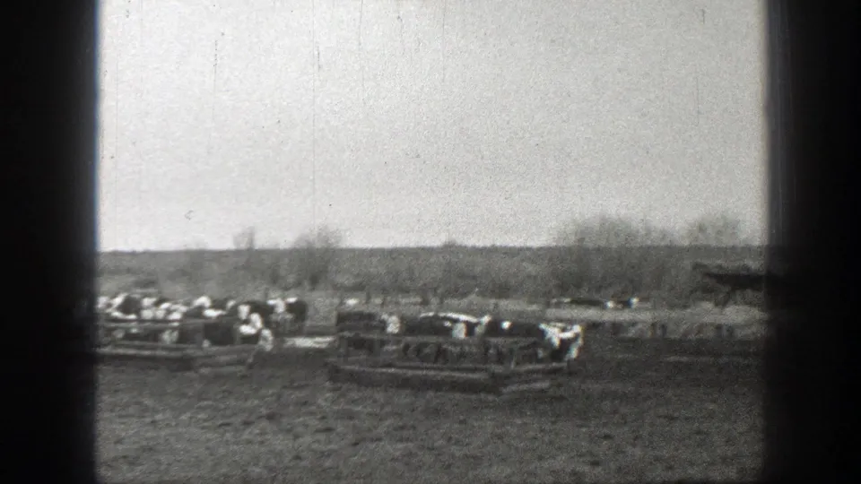 1939 Montana 8mm frame showing cattle near rough pens in an open rural field with bare trees and distant hills.