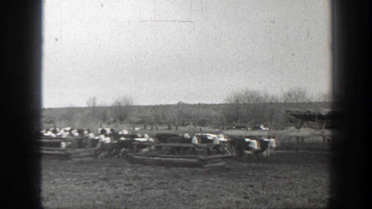 Cattle move beside fenced rails across a broad pasture with trees in the distance.