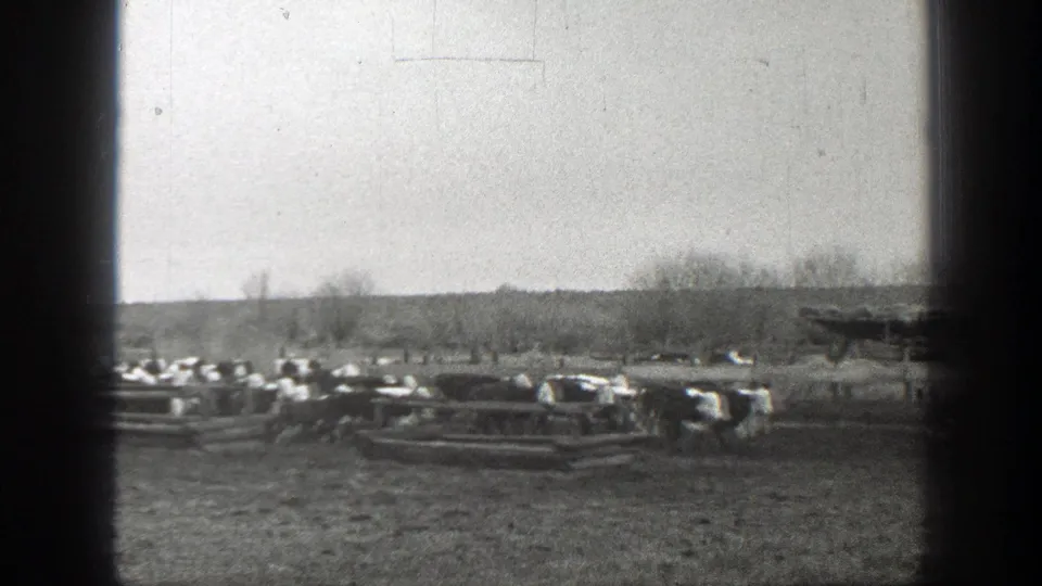 1939 Montana home-movie frame of cattle moving past rough fencing in an open pasture beneath a clear sky.