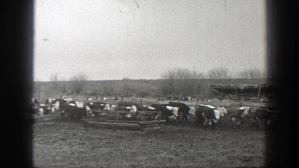 Black-and-white 8mm frame from Montana showing cattle crossing a field near wooden rails and leafless trees.