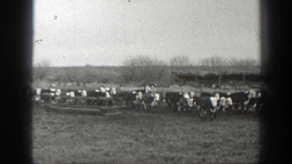 1939 Montana 8mm frame with cattle spread across a rural field, low fencing, bare trees, and distant hills.
