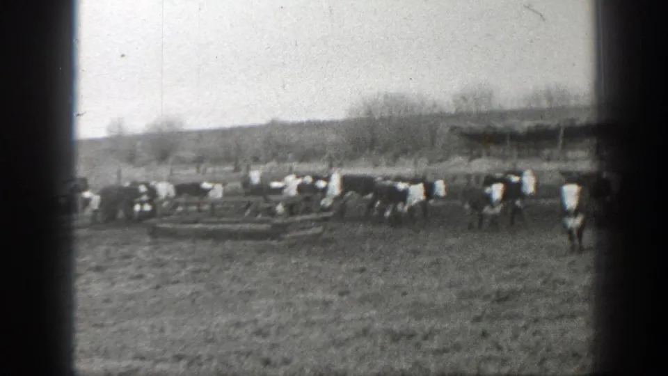 1939 Montana ranch scene with cattle clustered in pasture and a long wooden shelter in the background.