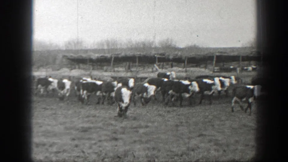 Black-and-white 8mm frame of a large cattle herd moving past a wooden shelter in rural Montana.