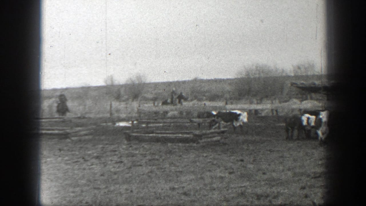 Cattle in a rural field near wooden fencing, with a dark frame edge crossing the view.