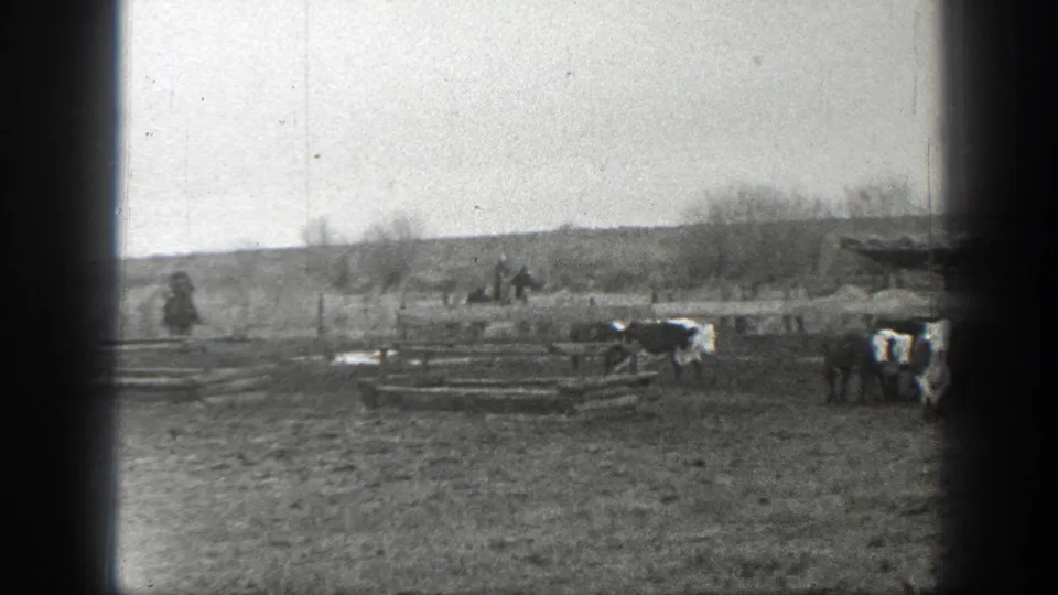 Black-and-white 1939 Montana 8mm frame showing cattle in an open field near low wooden fencing and sparse trees.