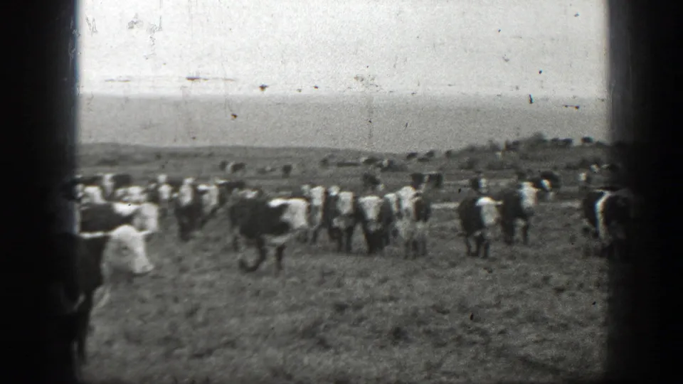 Black-and-white 1939 Montana 8mm frame showing a herd of cattle and calves moving across a wide rural pasture.