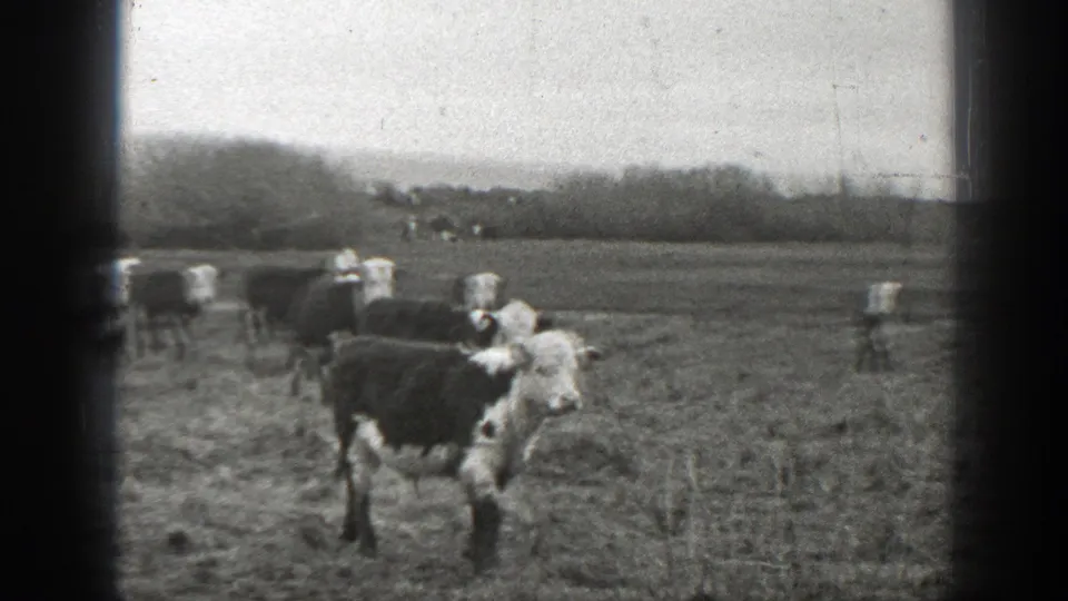 Black-and-white 1939 Montana frame with cattle in a pasture, including one close foreground animal and a distant tree line.