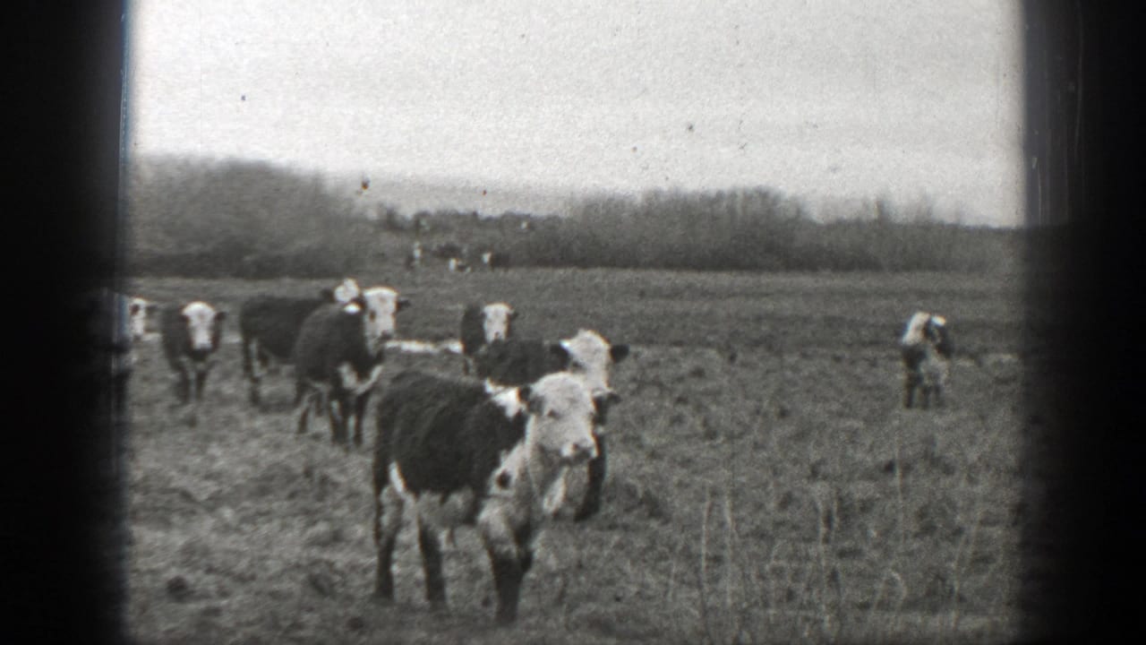 Black and white cattle standing and grazing in an open field under a cloudy sky.
