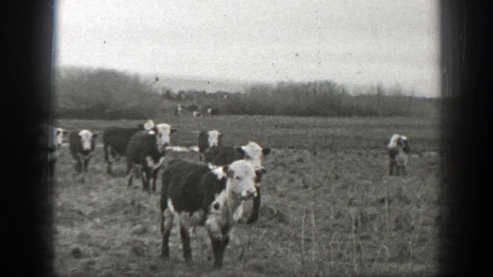 1939 Montana 8mm frame showing cattle scattered across a grassy field, with one cow near the camera and low trees or brush in the distance.