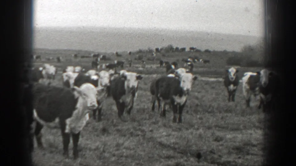 1939 Montana home-movie frame of a cattle herd spread through an open field, several animals facing the camera with distant hills beyond.