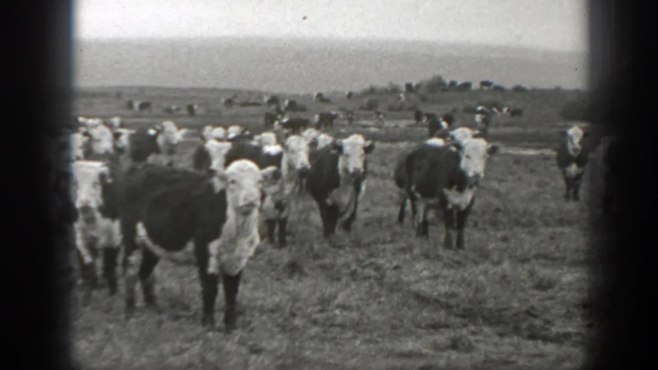 1939 Montana 8mm frame showing cattle gathered in a grassy field, including a cow close to the lens and more animals across the pasture.