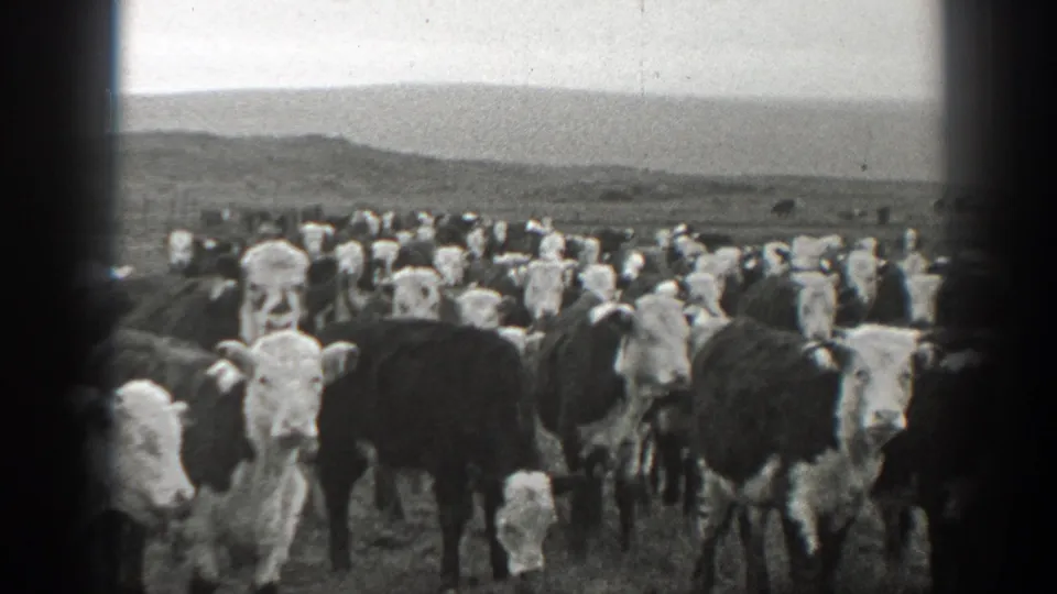 1939 Montana home-movie frame with cattle filling the foreground, more animals across the field, and hazy hills under an overcast sky.